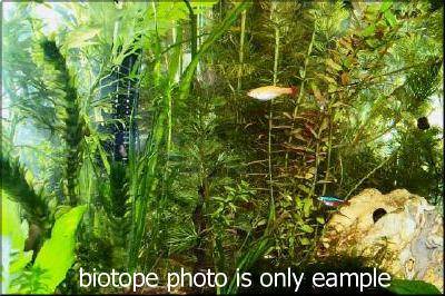 Photo du biotope