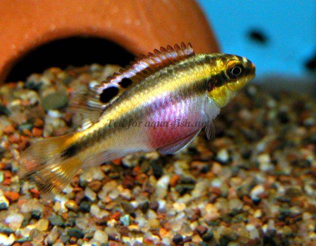 Kribensis (Pelvicachromis Pulcher), 2