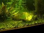 Algues d’aquarium