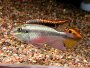 Kribensis (Pelvicachromis Pulcher)