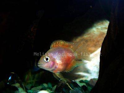 Baby Bubble Gum Parrot Cichlid