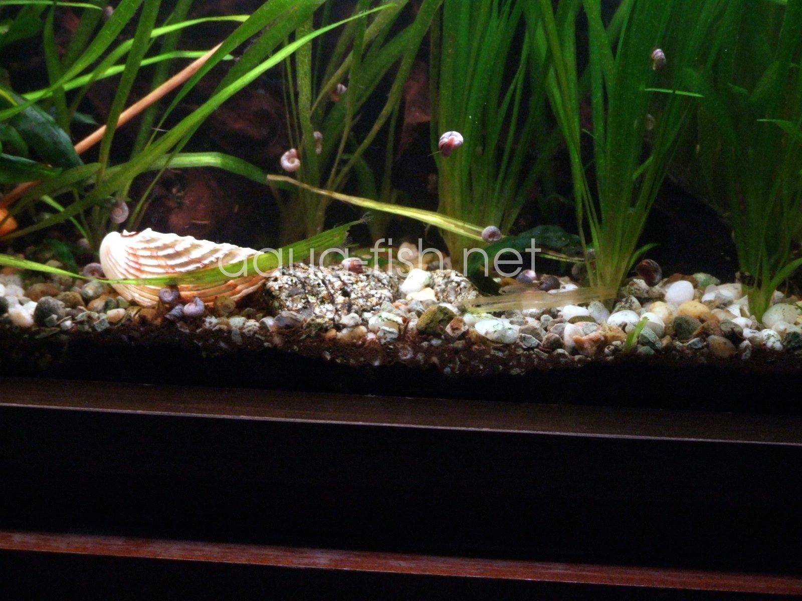 Noref Aquarium Substrat Gravier Aquarium Fish Tank Gravier Décoration  Aménagement Paysager Aquarium Galets Naturels Pour Jardin Voie Cour Aquarium  Fish Tank 