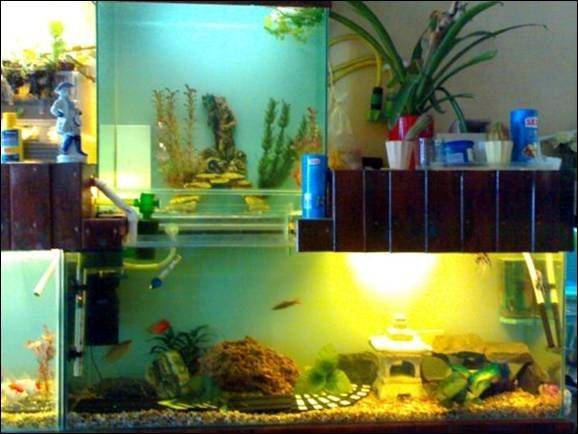 Création d’un présentoir d’aquarium de poissons fantastique pour votre maison, 1