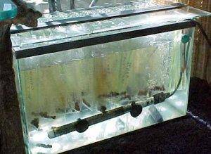 Un appareil de chauffage dans un aquarium