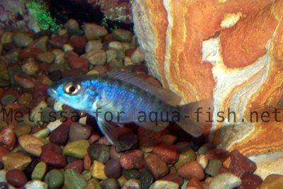 Cichlidé Azur, 2
