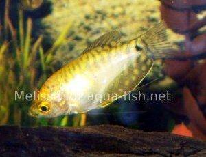 Gourami, picture 2