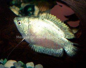 Gourami, picture 3