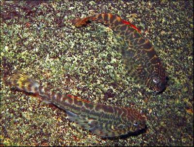 Pleco-papillon - Pseudogastromyzon cheni