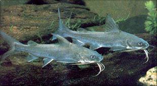Arius leptaspis