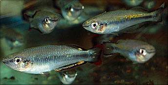 Madagascar rainbowfish - Bedotia geayi