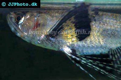 Poisson-papillon - Pantodon buchholzi