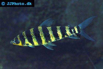 Leporinus à bandes - Leporinus fasciatus