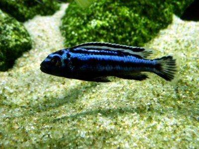 Cichlidés cobalt - Melanochromis johannii
