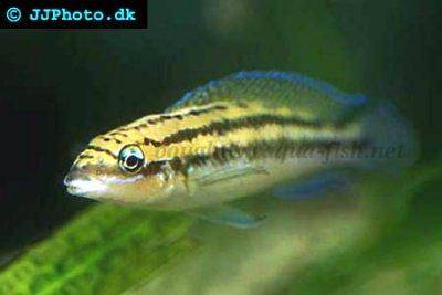Cichlidé de dickfeld - Julidochromis dickfeldi