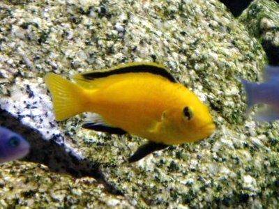 Labido jaune - Labidochromis caeruleus