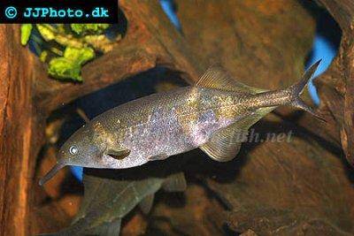 Poisson éléphant - Gnathonemus petersii
