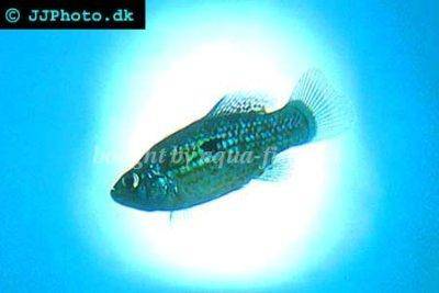 Jordanelle de floride - Jordanella floridae