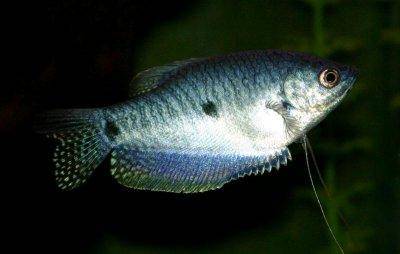 Le Gourami bleu - Trichogaster trichopterus