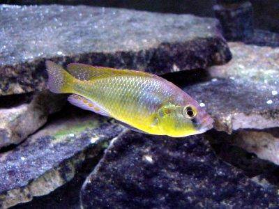 Burtoni - Haplochromis burtoni