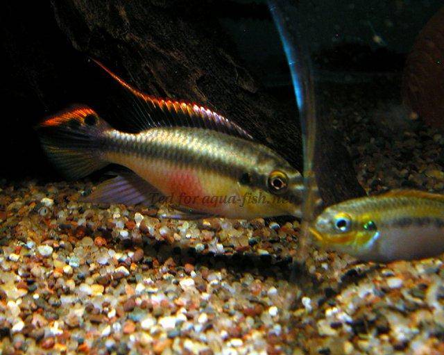 Kribensis (Pelvicachromis Pulcher), 3