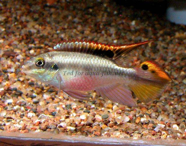 Kribensis (Pelvicachromis Pulcher), 1