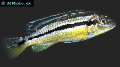Frappeur de pierre du Malawi - Melanochromis auratus