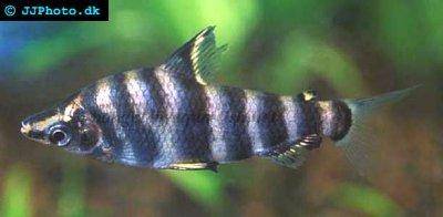 Abramites - Abramites hypselonotus