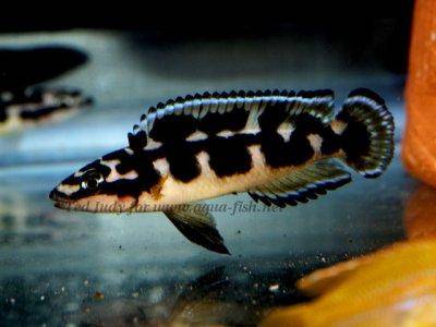 Julidochromis transcriptus - Julidochromis transcriptus