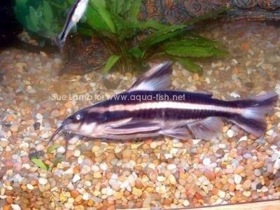 Costatus - Platydoras costatus