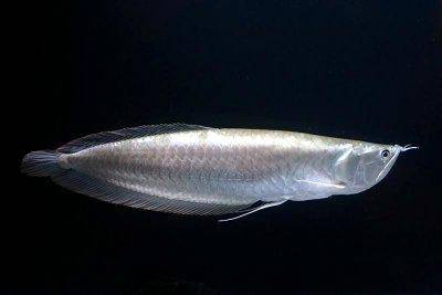 Silver arowana - Osteoglossum bicirrhosum