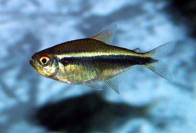 Néon noir - Hyphessobrycon herbertaxelrodi