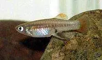 Brachyrhaphis episcopi