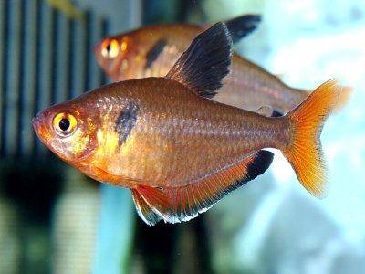 Hyphessobrycon serpae