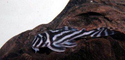 Pleco zèbre - Hypancistrus zebra