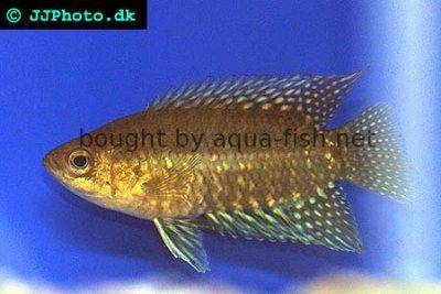 Microctenopoma congicum