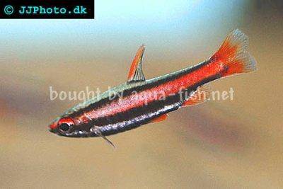 Coral-red dwarf pencilfish - Nannostomus mortenthaleri