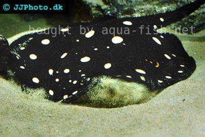 Potamotrygon leopoldi