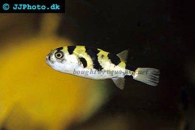 Amazon pufferfish - Colomesus asellus