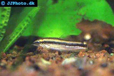 Yasuhikotakia nigrolineata