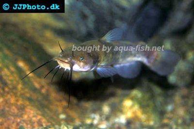 Ameiurus nebulosus