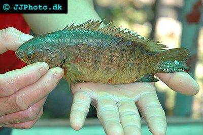 Anabas - Anabas testudineus