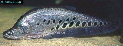 Poisson-couteau ocellé - Chitala chitala
