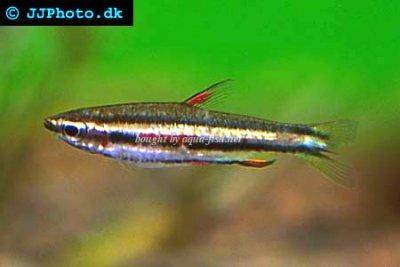 Dwarf pencilfish - Nannostomus marginatus