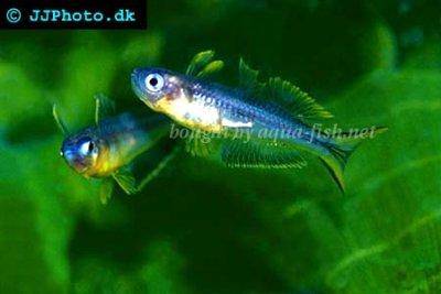 Bleu-oeil De Forktail - Pseudomugil furcatus