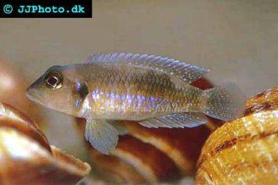 Julidochromis ocellatus - Lamprologus ocellatus