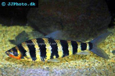Bleu-oeil De Forktail - Leporinus affinis