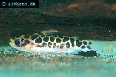Centromochlus perugiae