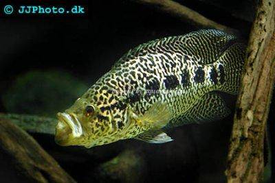 Cichlidé du managua - Parachromis managuensis