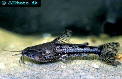 Amblydoras hancockii