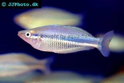 New Guinea rainbowfish - Melanotaenia affinis